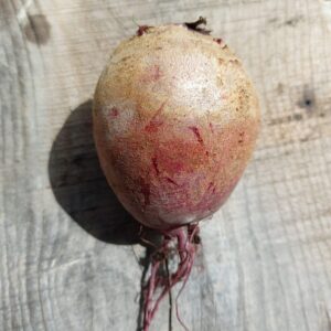Fresh Beetroot – Naturally Sweet and Nutritious Root Vegetable