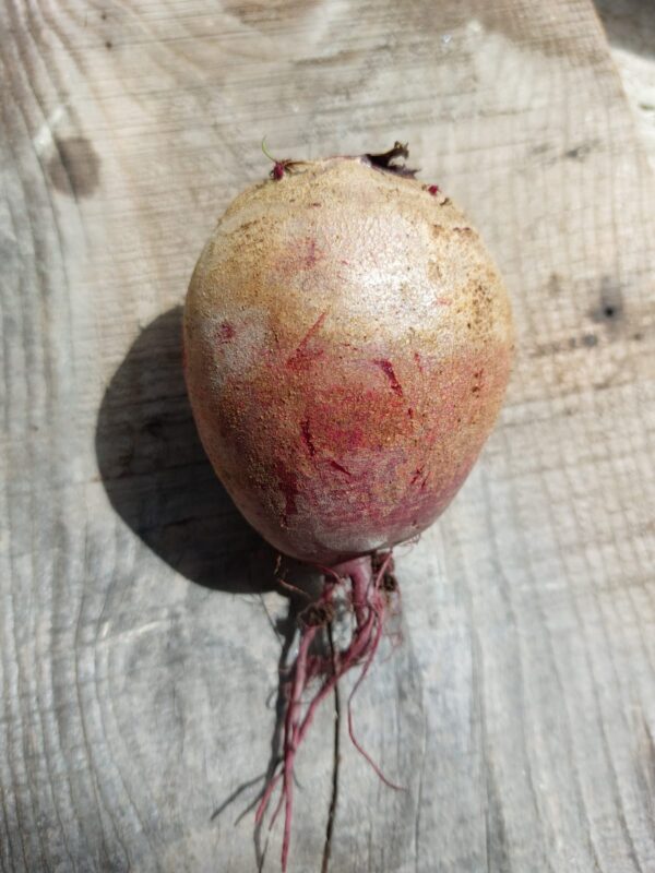 Fresh Beetroot – Naturally Sweet and Nutritious Root Vegetable