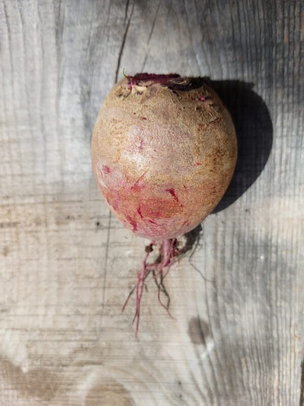 Fresh Beetroot – Naturally Sweet and Nutritious Root Vegetable