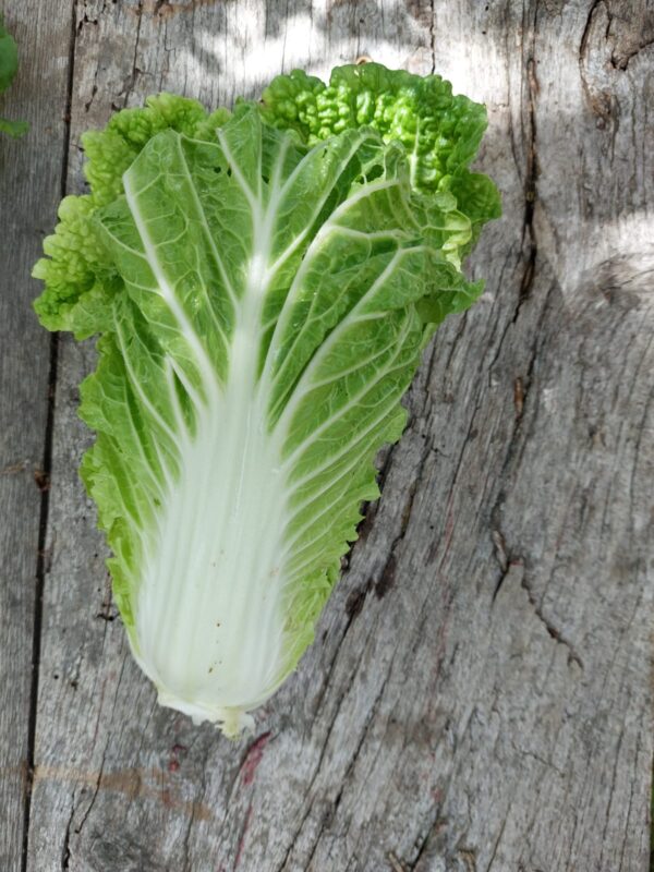 Fresh Napa Cabbage – Crisp and Tender Asian Green