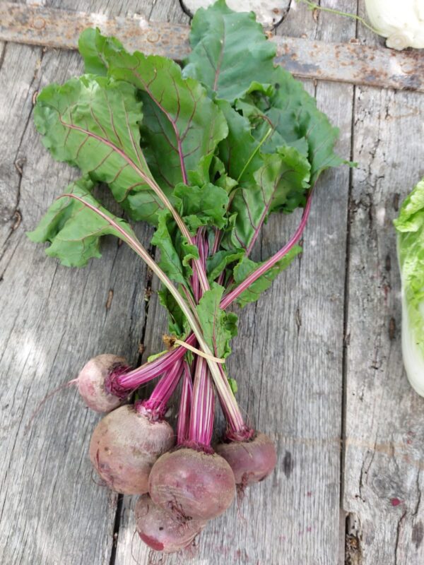 Fresh Beetroot – Naturally Sweet and Nutritious Root Vegetable