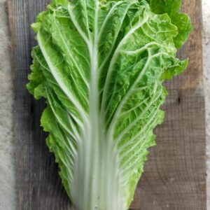 Fresh Napa Cabbage – Crisp and Tender Asian Green