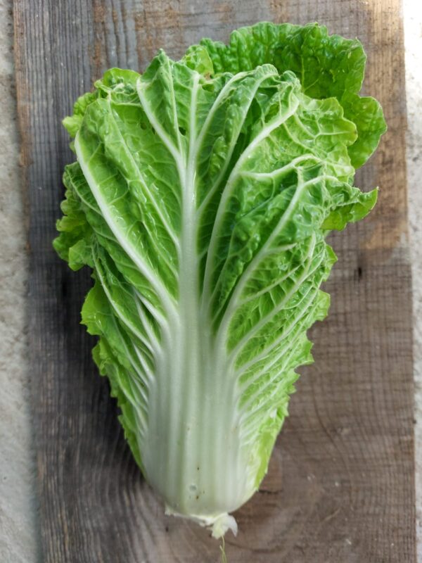 Fresh Napa Cabbage – Crisp and Tender Asian Green