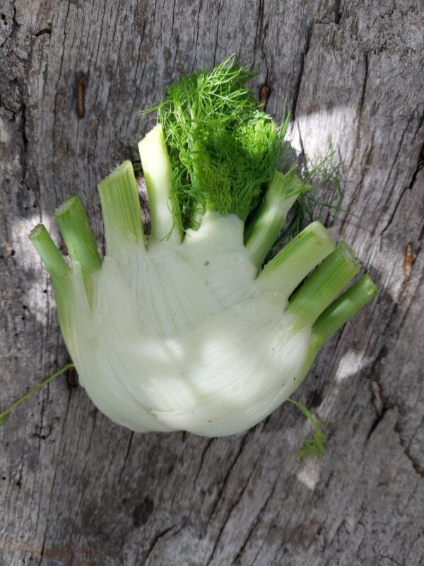 Fresh Fennel Bulb – Crisp, Aromatic, and Nutritious