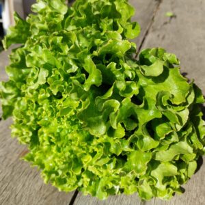 Laitue feuille de chêne verte fraîche – Croquante, nutritive et parfaite pour les salades