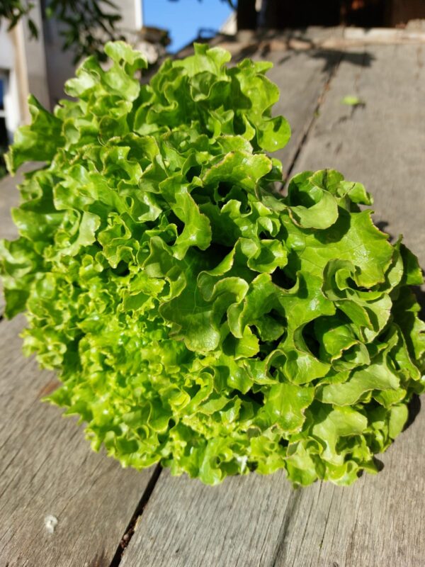 Fresh Green Oakleaf Lettuce – Crisp, Nutritious, and Perfect for Salads