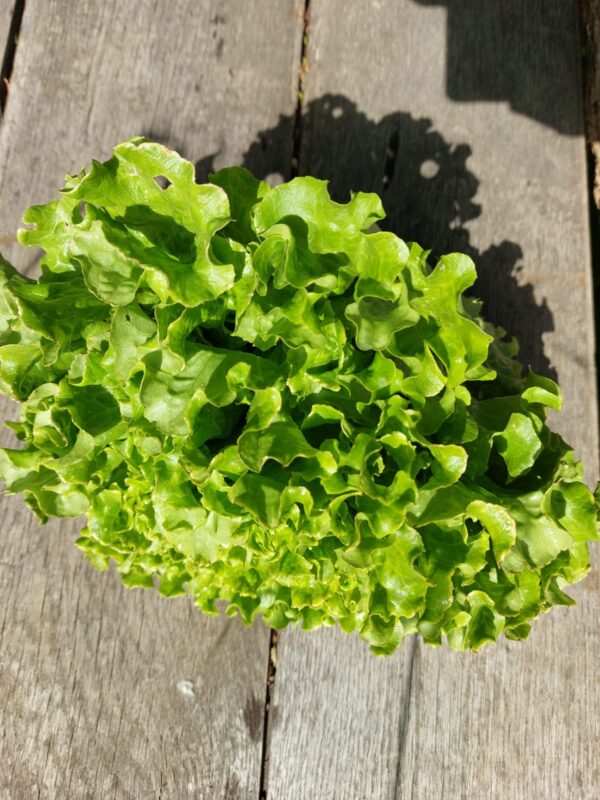 Fresh Green Oakleaf Lettuce – Crisp, Nutritious, and Perfect for Salads