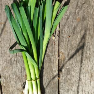 oignons nouveaux