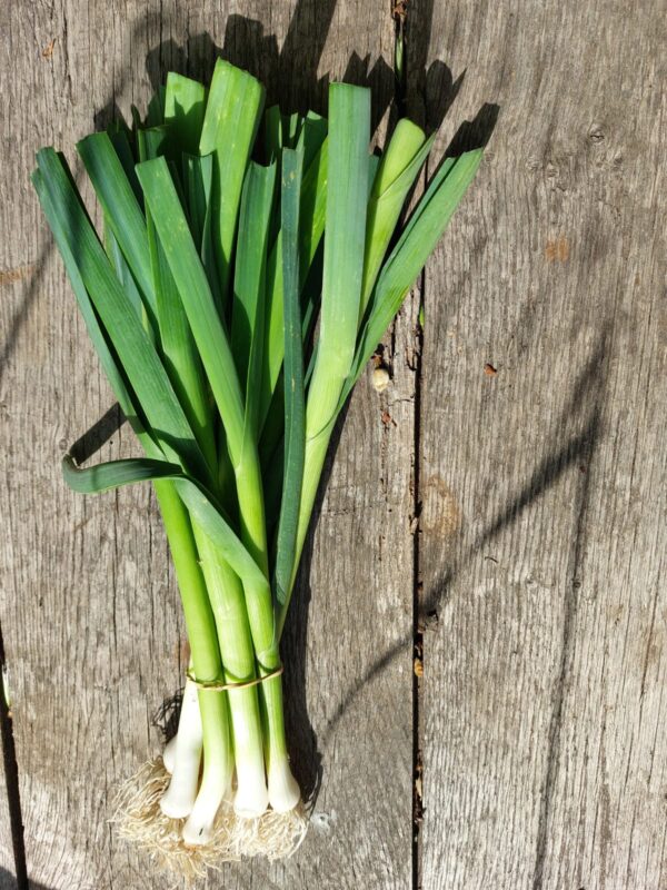 spring onions