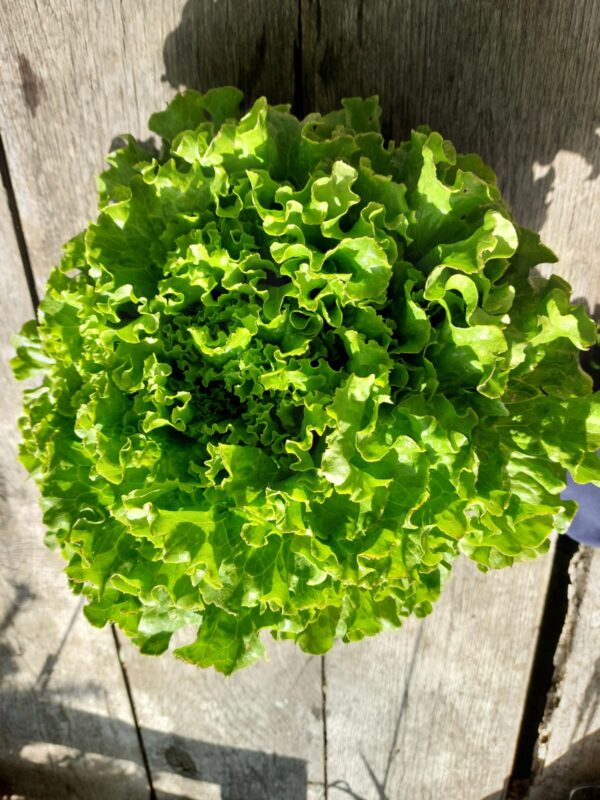Fresh Green Oakleaf Lettuce – Crisp, Nutritious, and Perfect for Salads