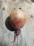 Betterave rouge Bio