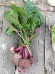 Betterave rouge Bio
