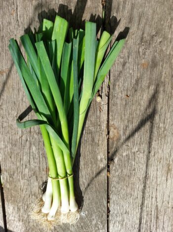 Ciboule (aussi appelée oignon vert ou cébette)